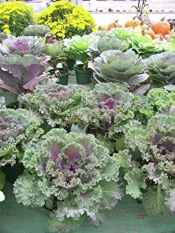 Leafy: Kale