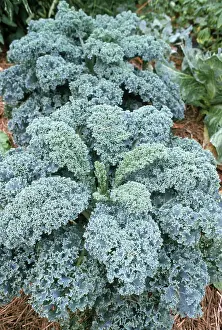 Leafy: Kale
