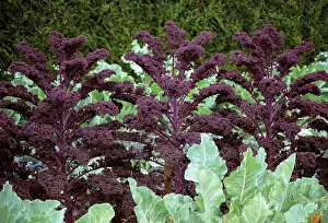 Borecole: Kale