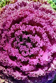 Borecole: Kale