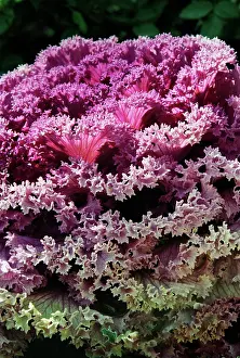 Borecole: Kale