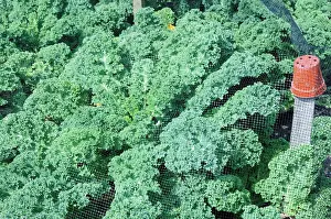Sufficient: Kale