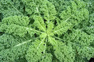 Vein: Kale, Brassica oleracea acephala. Hampton Court