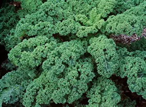 Kale: KALE / Cabbage - mass