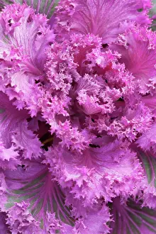 Kale: Kale, ornamental kale