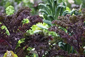 Kale: Kale