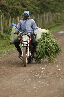 Motorbike: Kalenjin man carry grass on motorbike, Kenya, Kalenjin