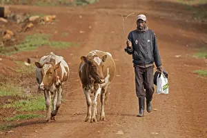 Kalenjin: Kalenjin man and cattle, near Eldoret, Rift valley