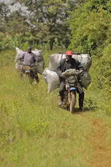 Motorbike: Kalenjin men carrying charcoal on motorbike, Kenya