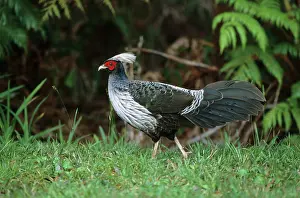 Lophura: Kalij Pheasant