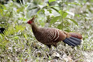 Lophura: Kalij Pheasant - female