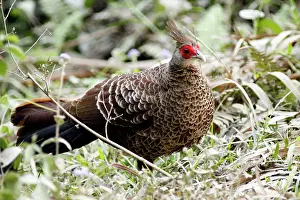 Lophura: Kalij Pheasant - female
