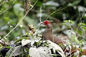Lophura: Kalij Pheasant - female