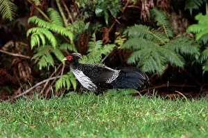 Lophura: Kalij Pheasant - Introduced Species
