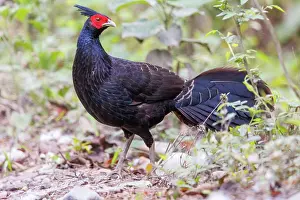 Assam: kalij pheasant (Lophura leucomelanos)