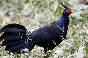 Lophura: Kalij Pheasant - male