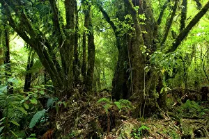 Gigantic: Kamahi Giants - gorgous old Kamahi trees with a