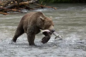 Spawning: Kamchatka brown bear (Ursus arctos beringianus)