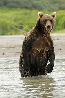 Siberia: Kamchatka brown bear (Ursus arctos beringianus), Kuril Sea
