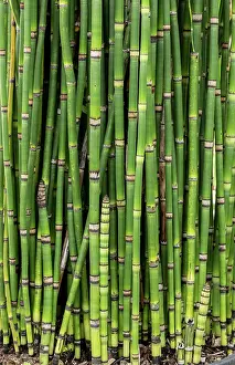 Kamchatka: Kamchatka horsetail, Equisetum camtschatcense, growing
