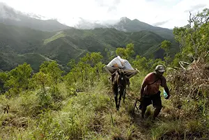 Peoples: A Kanak and a pack horse carrying mulch
