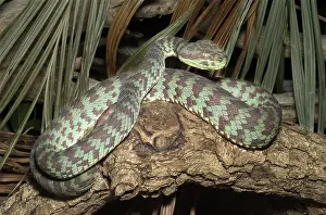 Venustus: Kanburian Pitviper