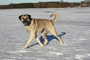Anatolian: Kangal, Anatolian guard dog in the snow, Allgcu