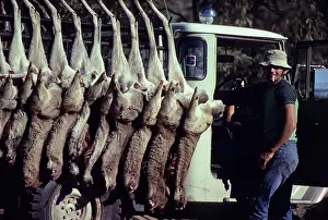 Hung: Kangaroo Hunter - Eastern Grey Kangaroos hung up