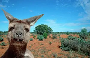 Kangaroos: Kangaroo Island Kangaroo