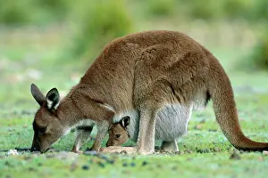 Fuliginosus: Kangaroo Island Western Grey Kangaroo
