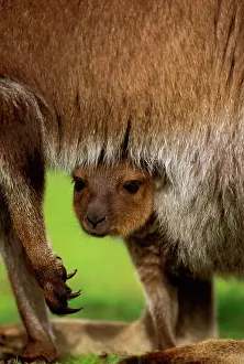 Pouches: Kangaroo Island Western Grey Kangaroo - joey in pouch