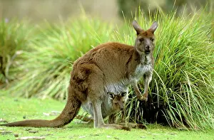 Fuliginosus: Kangaroo Island Western Grey Kangaroo - Mother