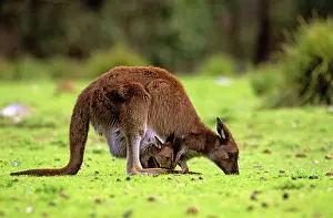 Fuliginosus: Kangaroo Island Western Grey Kangaroo - Mother
