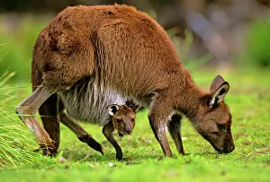 Fuliginosus: Kangaroo Island Western Grey Kangaroo - Mother