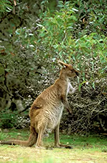 Fuliginosus: Kangaroo Island Western Grey Kangaroo - Mother feeding
