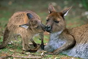 Fuliginosus: Kangaroo Island Western Grey Kangaroo - Mother and young