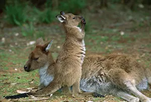 Fuliginosus: Kangaroo Island Western Grey Kangaroo - Mother and young