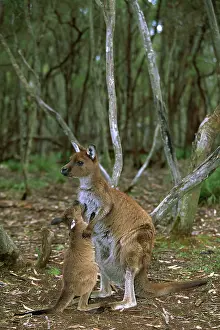 Fuliginosus: Kangaroo Island Western Grey Kangaroo - Mother and young