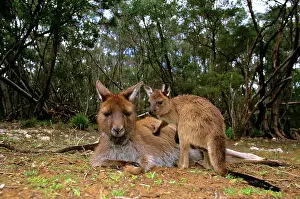 Fuliginosus: Kangaroo Island Western Grey Kangaroo - Mother and young