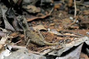 Agama: Kangaroo Lizard Laying Eggs