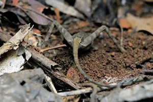 Agama: Kangaroo Lizard Laying Eggs