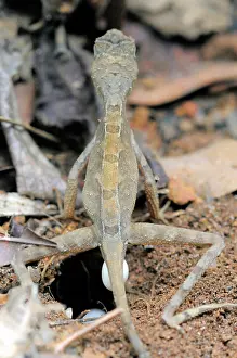 Agama: Kangaroo Lizard Laying Eggs