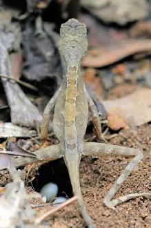 Agama: Kangaroo Lizard Laying Eggs