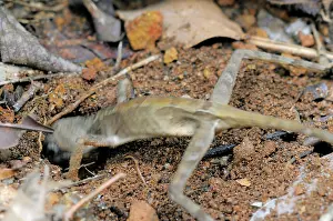 Agama: Kangaroo Lizard Laying Eggs