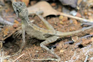 Agama: Kangaroo Lizard Laying Eggs