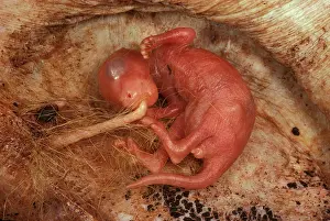 Note: Kangaroo - macropod reproduction (Macropus sp.)