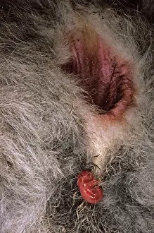Pouches: Kangaroo - Newborn climbs to pouch