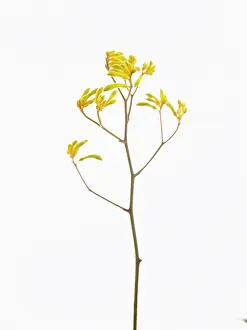 Anigozanthos: Kangaroo paw