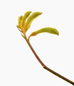 Anigozanthos: Kangaroo paw