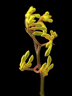 Anigozanthos: Kangaroo paw